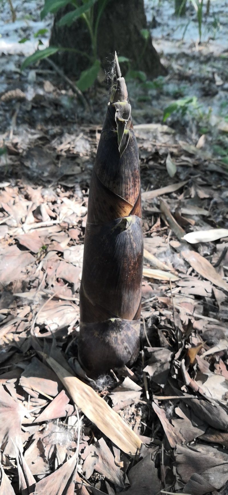 毛竹楠竹5-10公分大毛竹苗现挖现卖