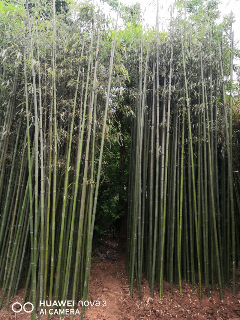 毛竹楠竹5-10公分大毛竹苗现挖现卖
