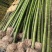 毛竹楠竹5-10公分大毛竹苗现挖现卖