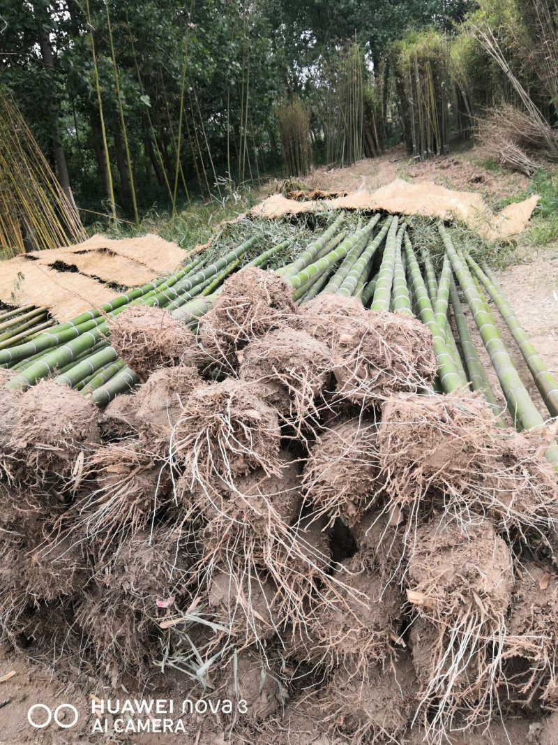 毛竹楠竹5-10公分大毛竹苗现挖现卖