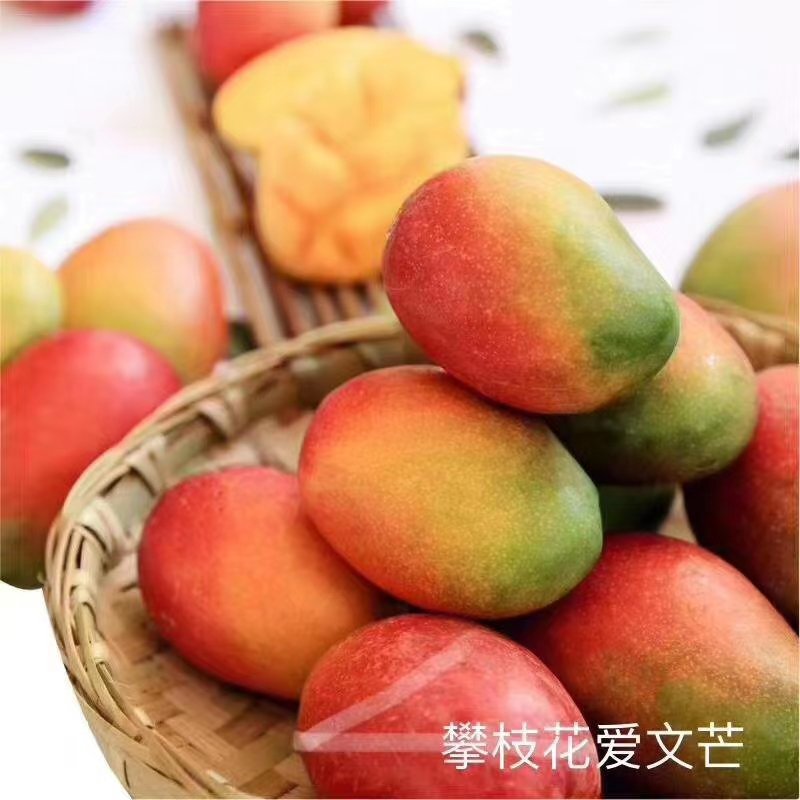 攀枝花艾文芒果一手货源产地直发一件代发等等