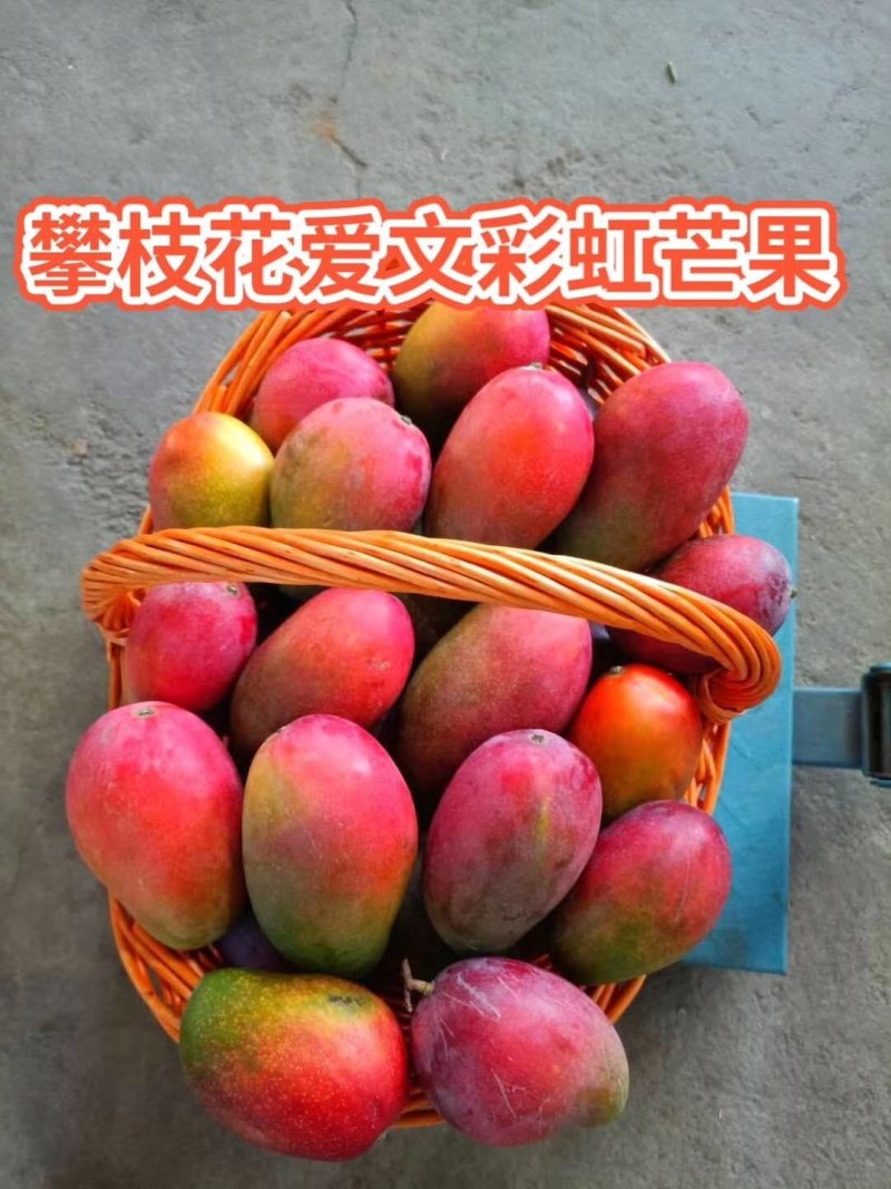 攀枝花艾文芒果一手货源产地直发一件代发等等