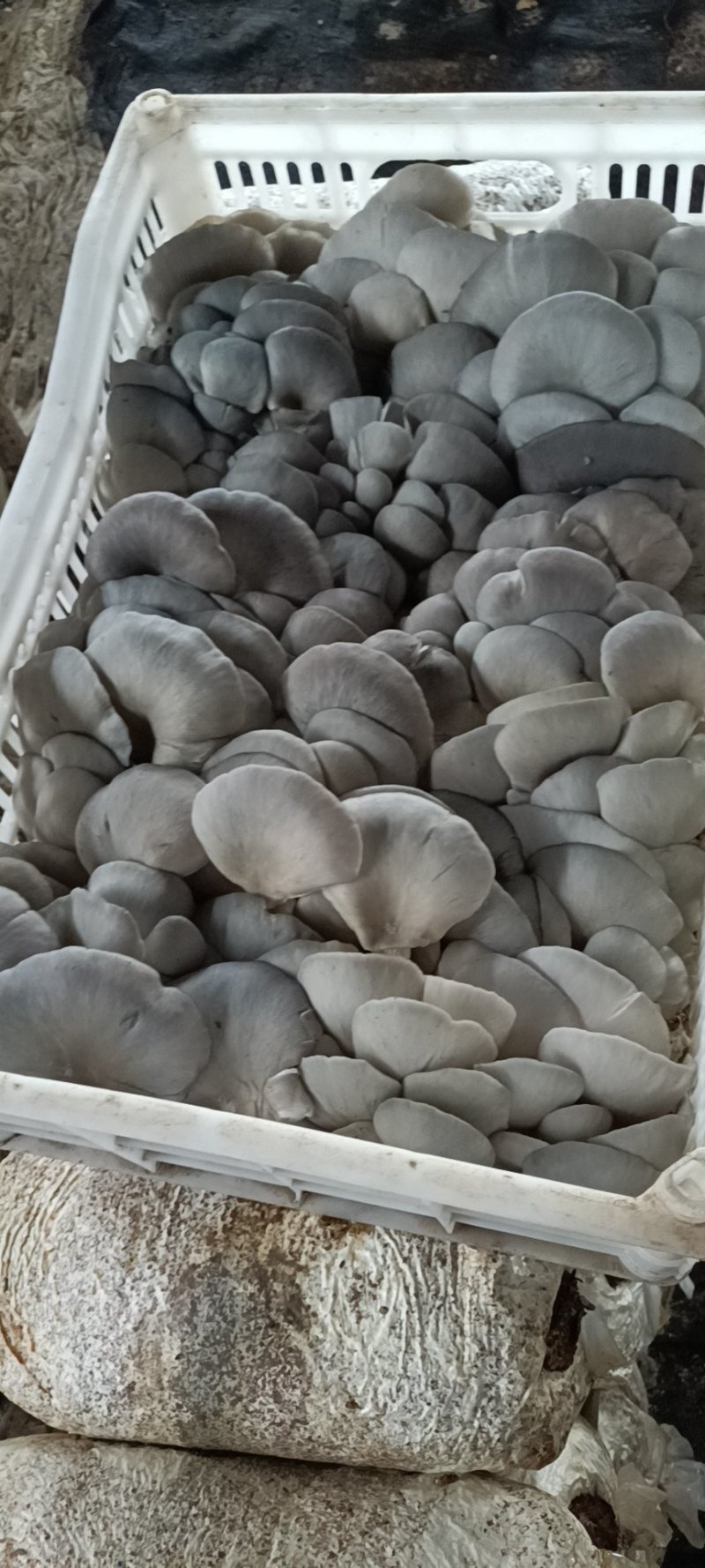 平菇