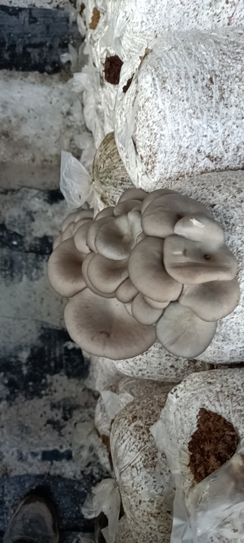 平菇