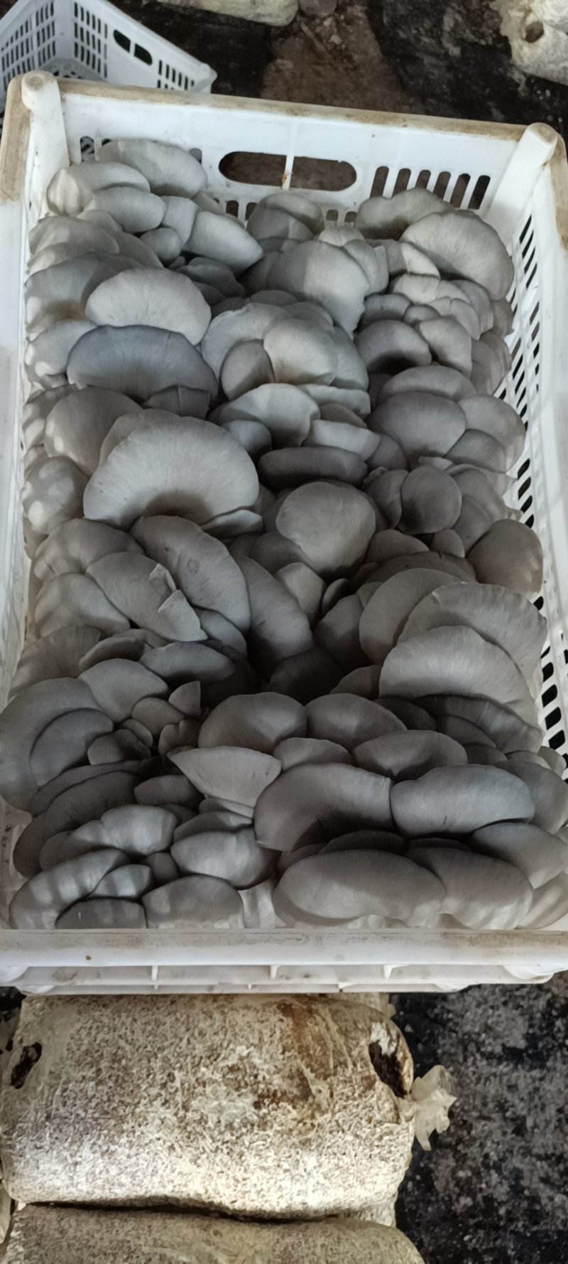 平菇