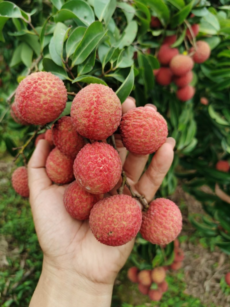 广东荔枝玉荷包品牌供应链代办代发产地直供大量上市