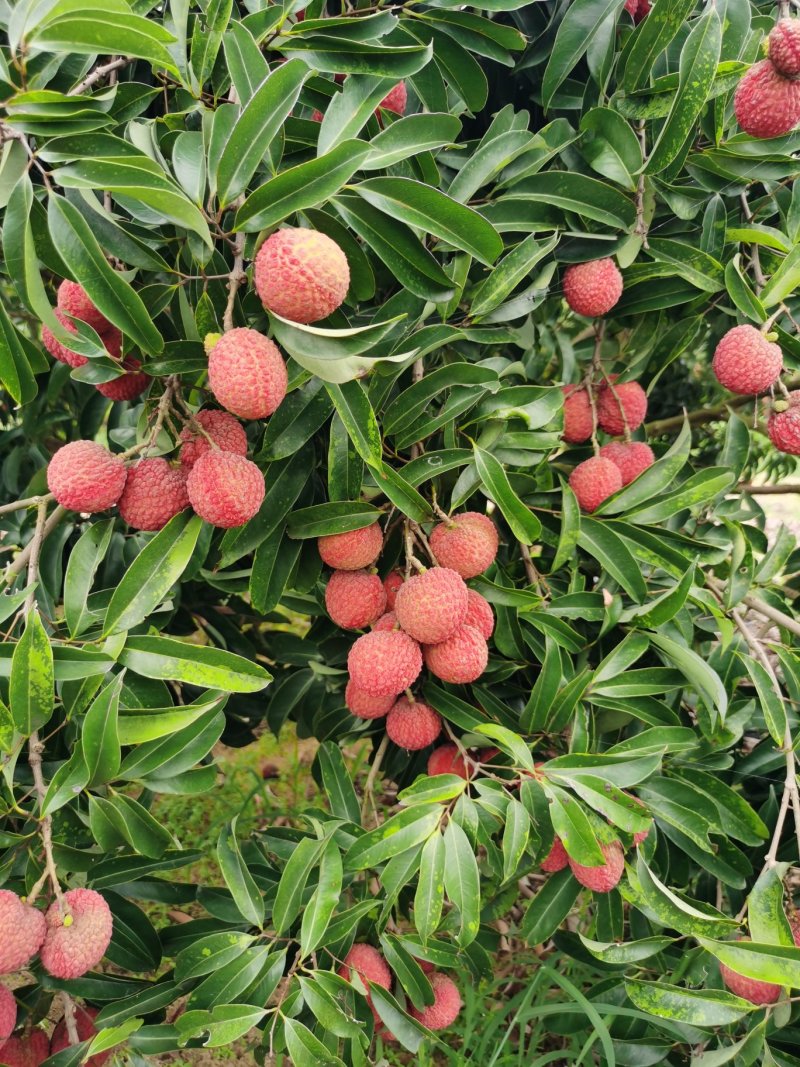 广东荔枝玉荷包品牌供应链代办代发产地直供大量上市
