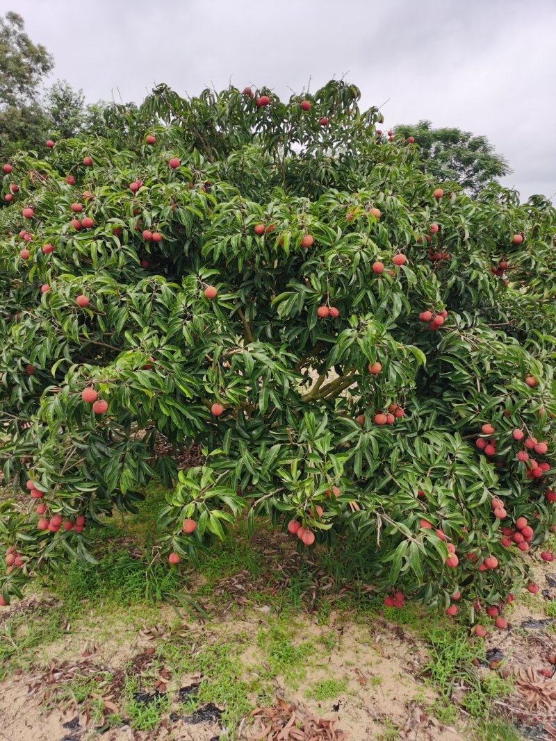 广东荔枝玉荷包品牌供应链代办代发产地直供大量上市