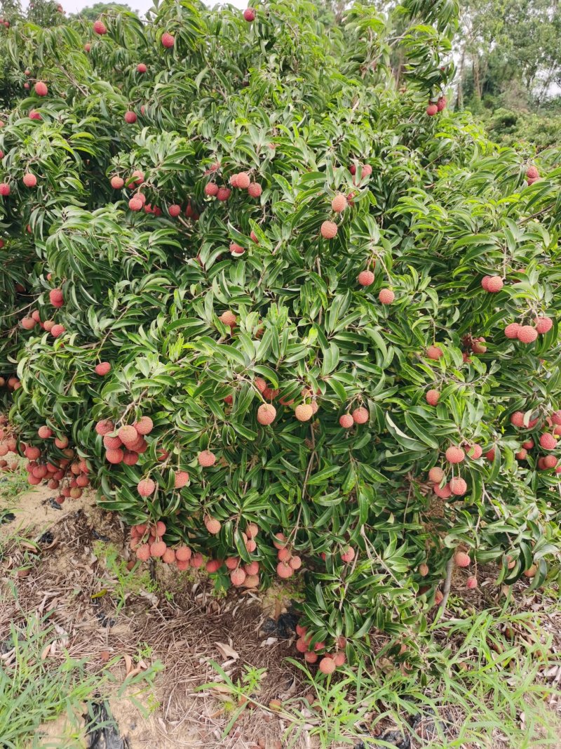广东荔枝玉荷包品牌供应链代办代发产地直供大量上市