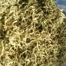 金银花山东，基地自种，烤箱烘干，全部花蕾