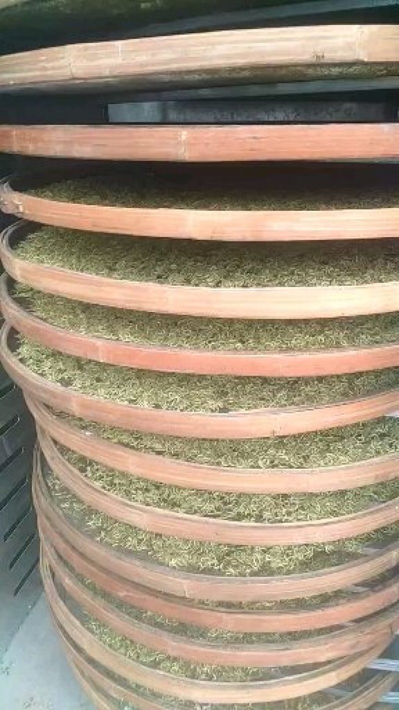 金银花山东，基地自种，烤箱烘干，全部花蕾