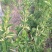 金银花山东，基地自种，烤箱烘干，全部花蕾
