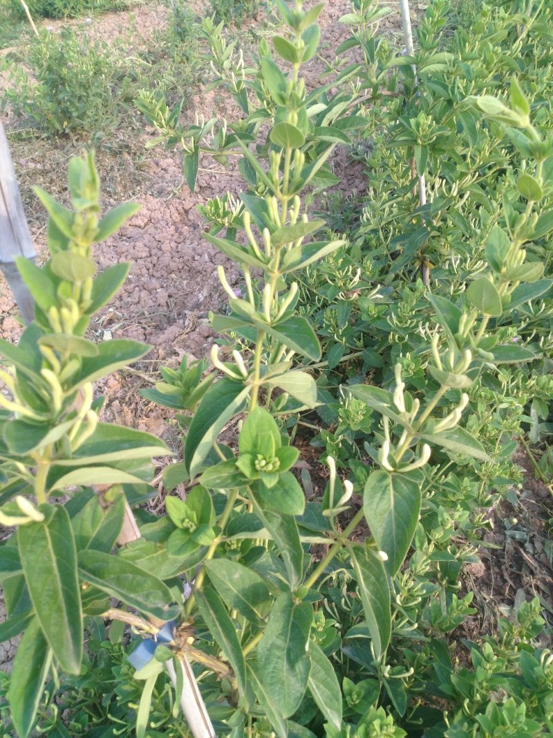 金银花山东，基地自种，烤箱烘干，全部花蕾