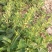 金银花山东，基地自种，烤箱烘干，全部花蕾