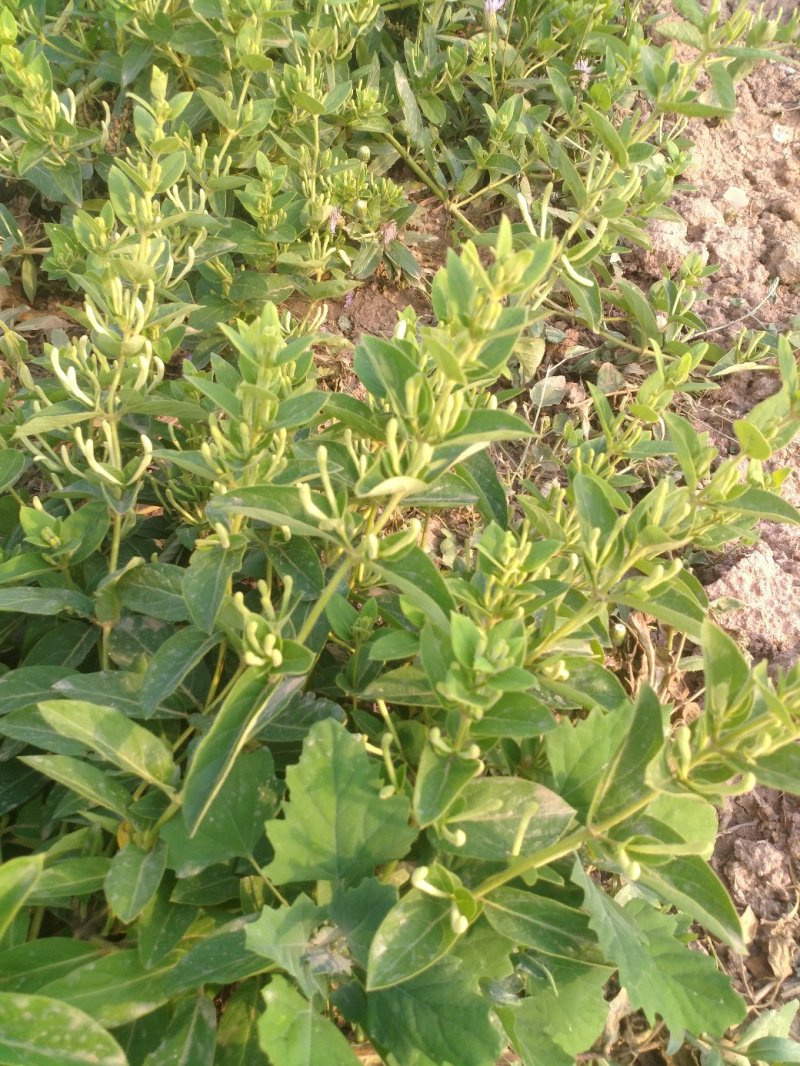 金银花山东，基地自种，烤箱烘干，全部花蕾