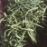 小米花，金银花优质小米花，小米花优惠大酬宾
