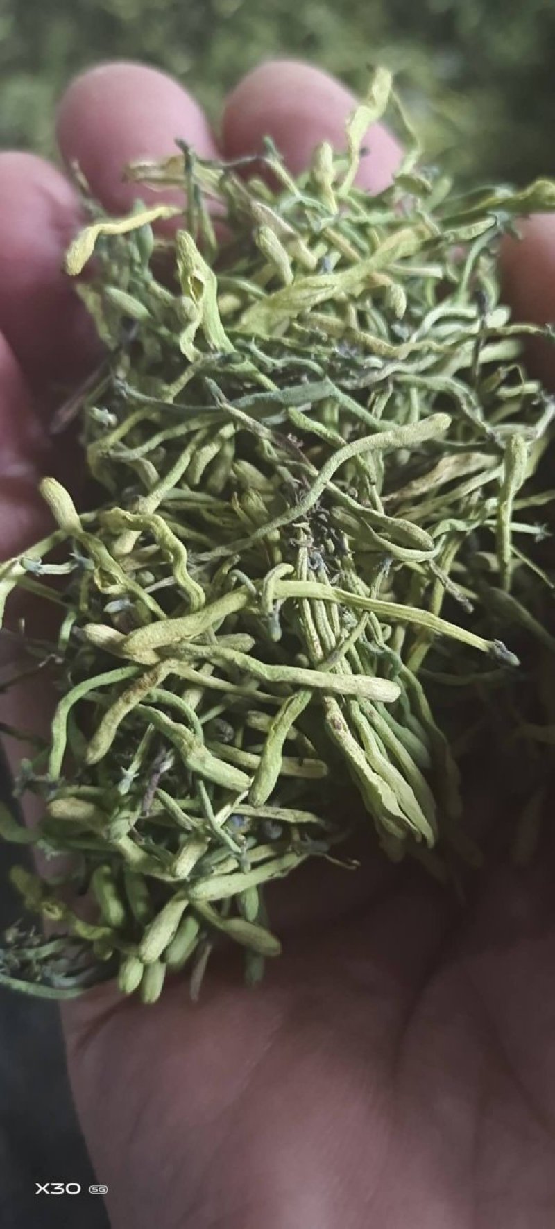 小米花，金银花优质小米花，小米花优惠大酬宾