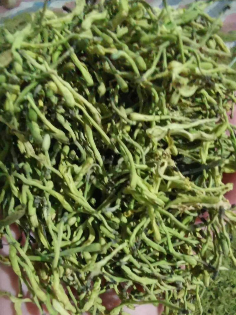 小米花，金银花优质小米花，小米花优惠大酬宾