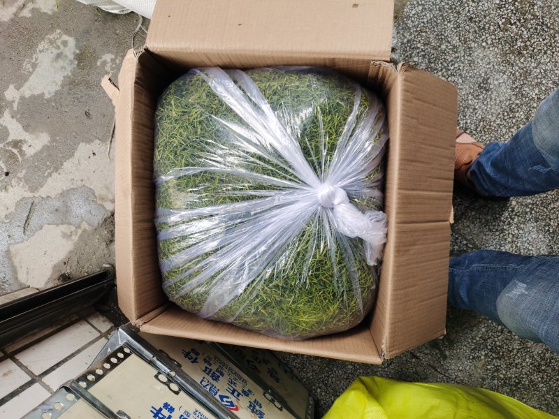 小米花，金银花优质小米花，小米花优惠大酬宾