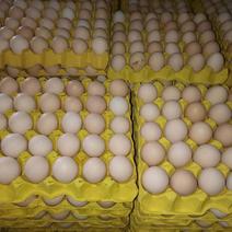 【粉蛋】禽蛋购销处，常年出售包品质，破损包赔