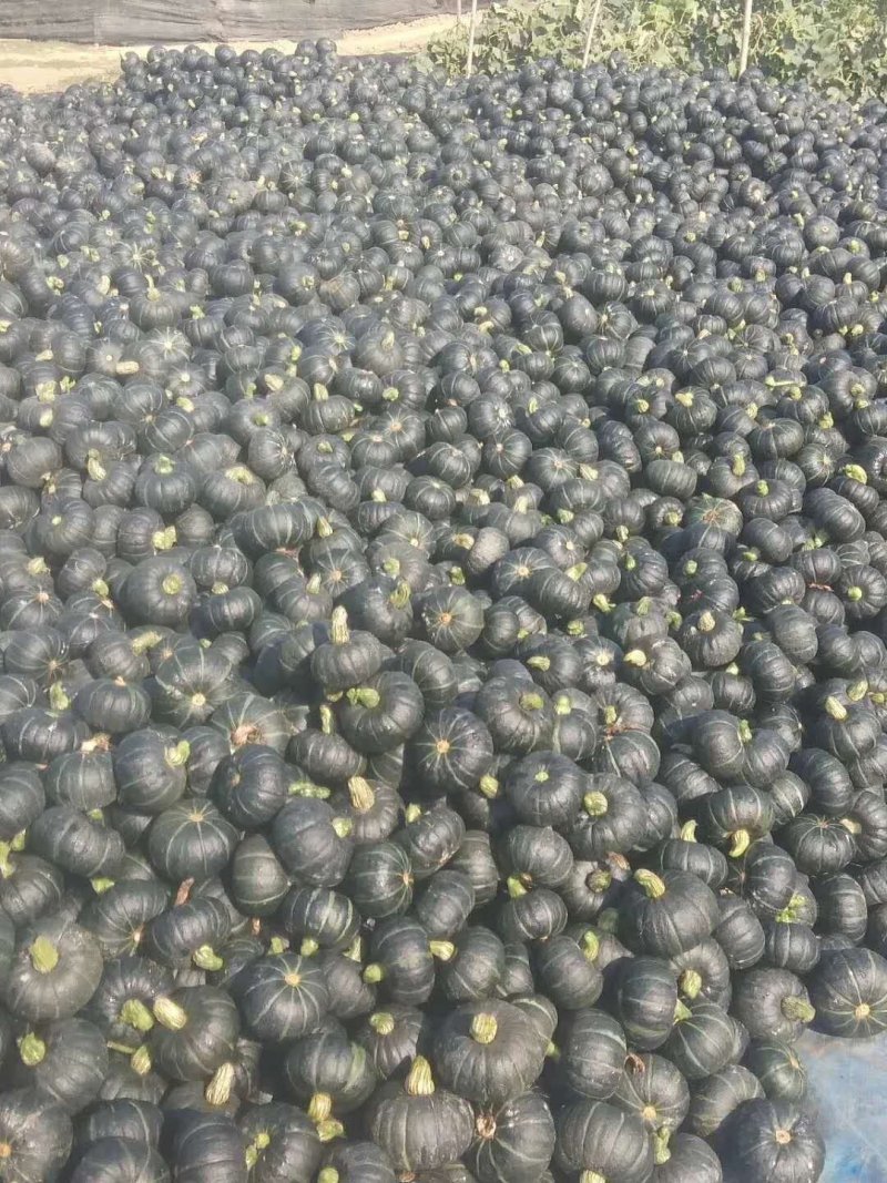 小贝贝南瓜，口感好，粉糯香甜，质量保证，诚信第一