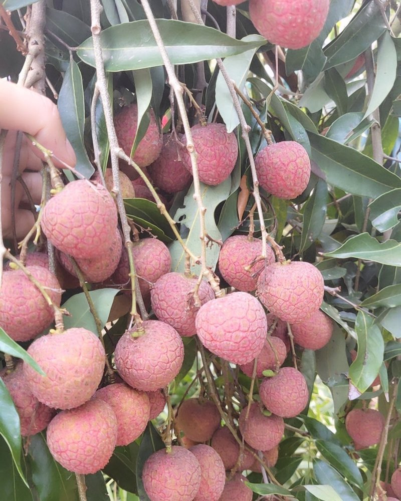 黑叶荔枝，丁香，桂林，玉荷包，贵味，专业代办场地直发