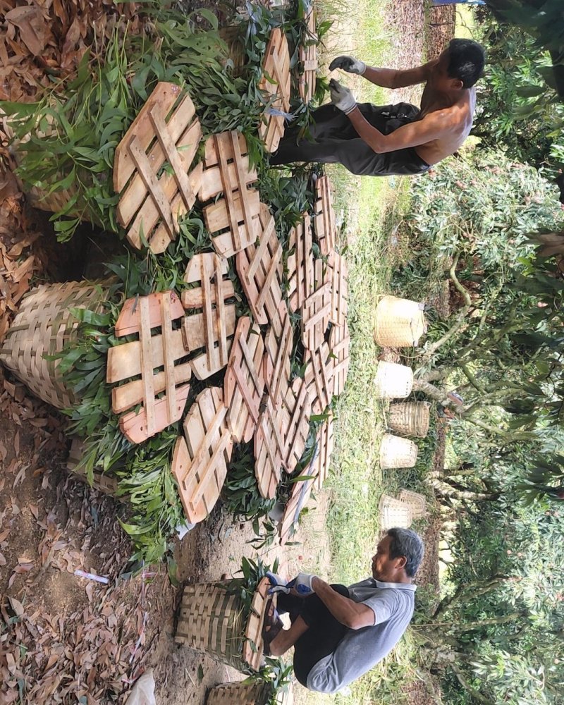 黑叶荔枝，丁香，桂林，玉荷包，贵味，专业代办场地直发