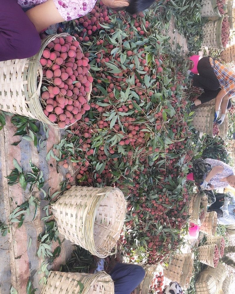 黑叶荔枝，丁香，桂林，玉荷包，贵味，专业代办场地直发