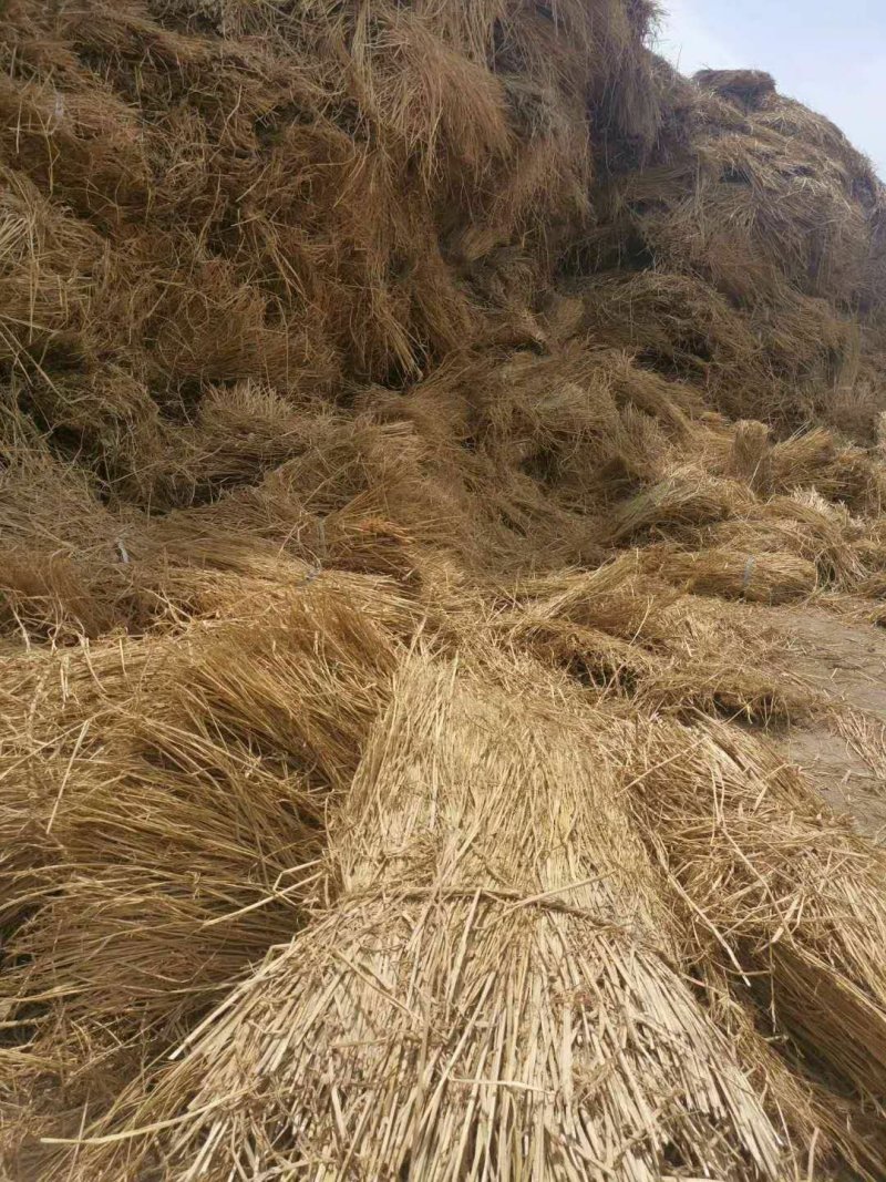 本公司常年出售优质稻草克拉斯稻草无土无膜