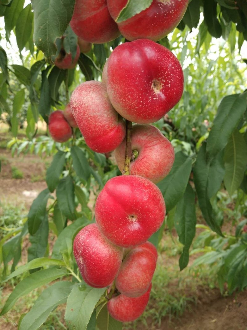 油蟠桃