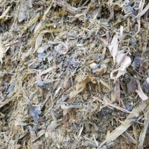 本公司常年出售水泥窖青储玉米秸秆水分小质量保证