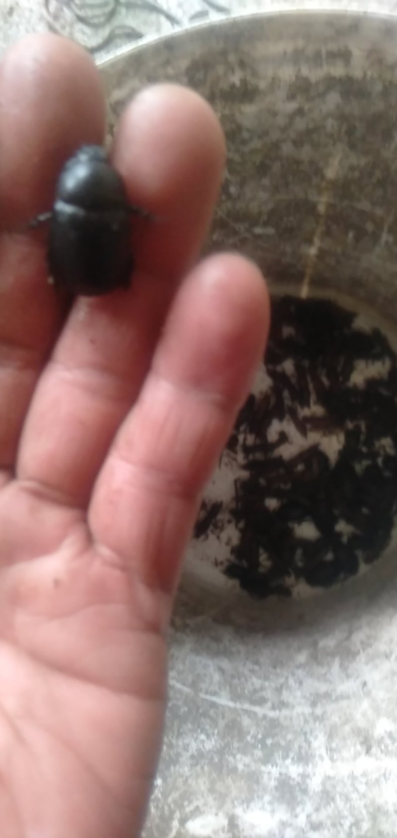 速冻黑龙虱食用天然昆虫，药食同源。产新于嫩江流域