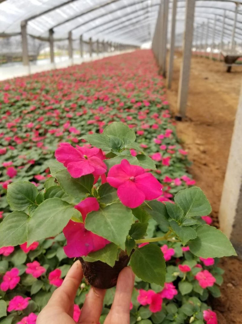 【优质】三色堇，基地大量供应。