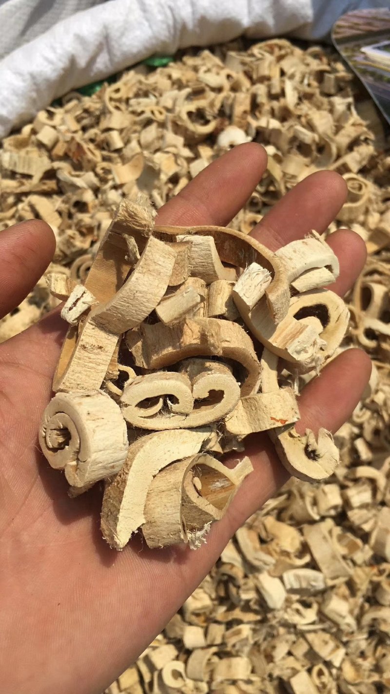 桑白皮