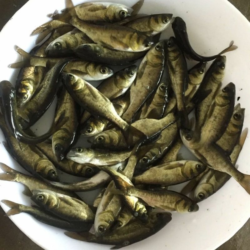 大头鳙鱼苗花鲢鳙鱼苗鱼苗活体各种规格大量供应