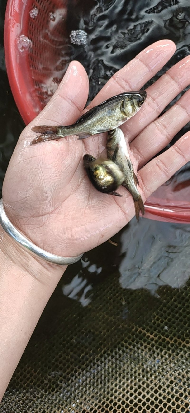 大头鳙鱼苗花鲢鳙鱼苗鱼苗活体各种规格大量供应