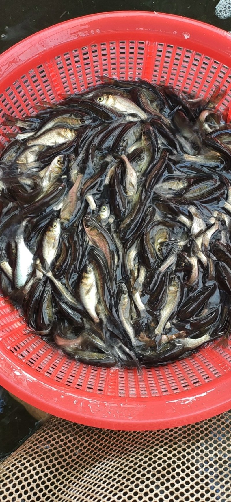 大头鳙鱼苗花鲢鳙鱼苗鱼苗活体各种规格大量供应