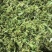 2020新干菜花2斤装花菜干