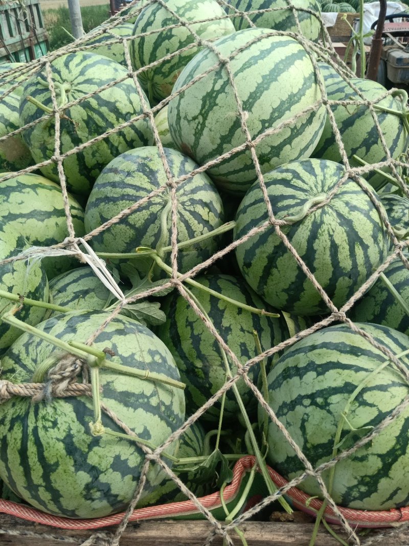 西瓜美都甜王大量上市