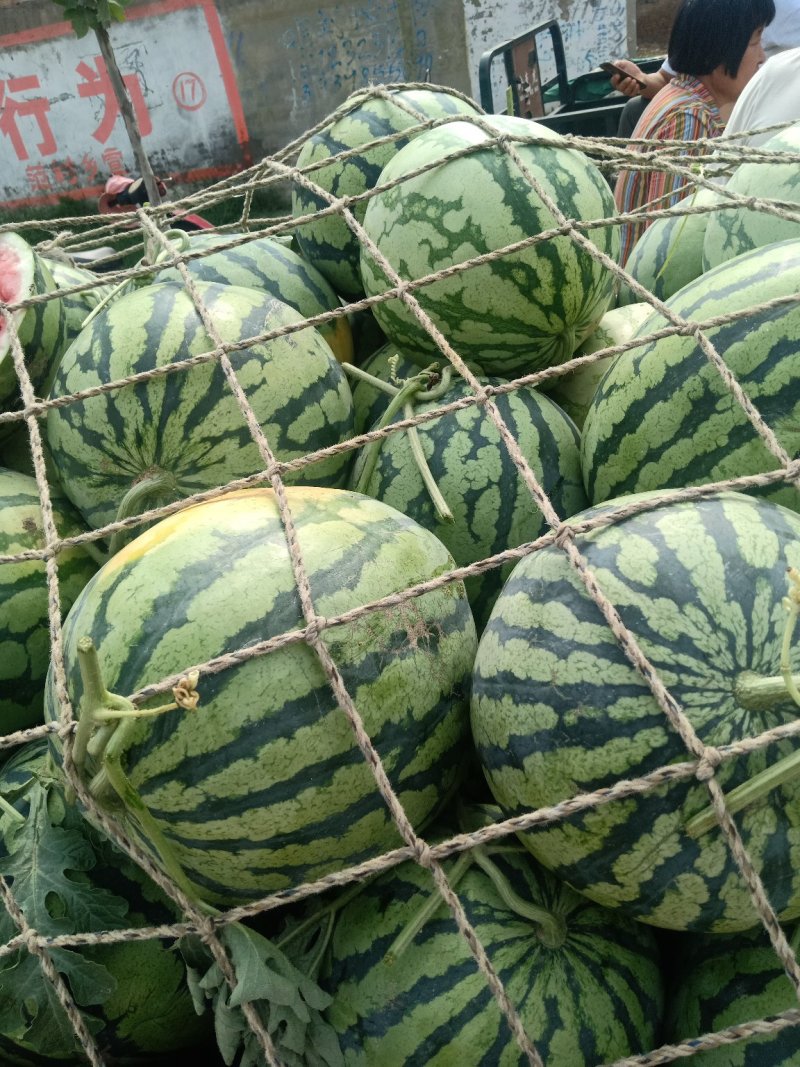 西瓜美都甜王大量上市