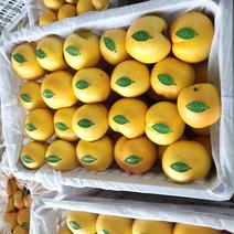 黄油桃.产地一手货源，对接电商，市场，超市