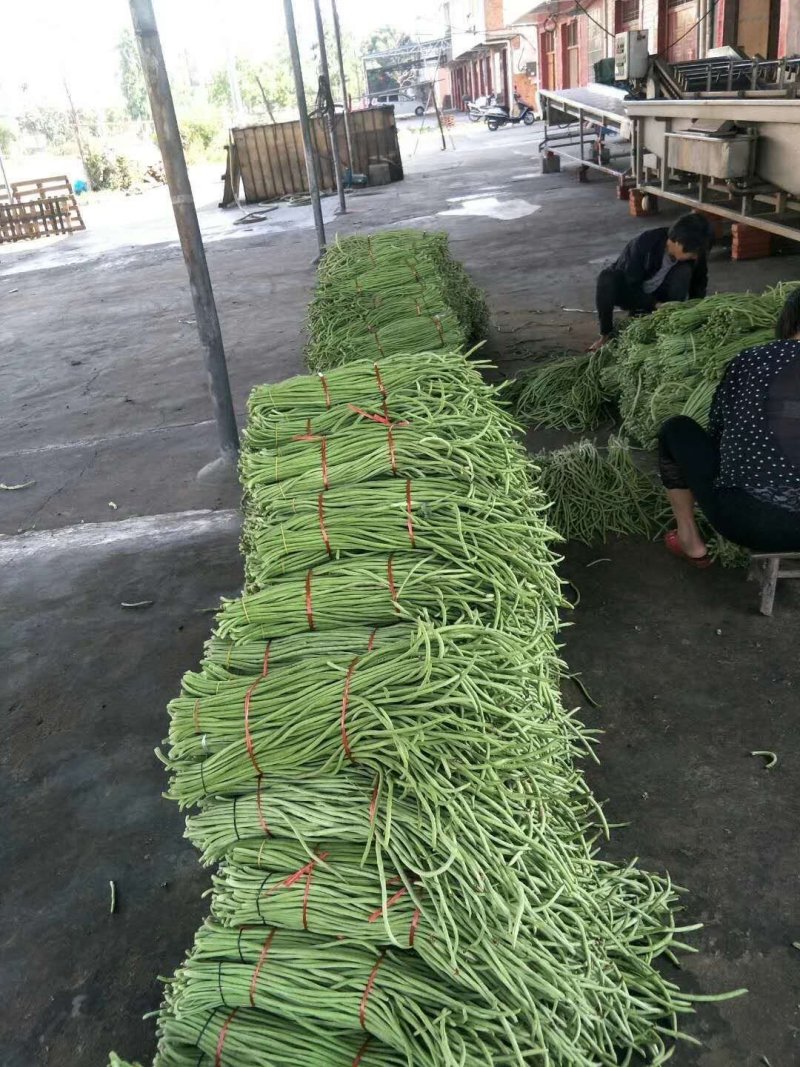 长豆角大量上市中！每天出货十万斤！跟客户需求，可加工分。