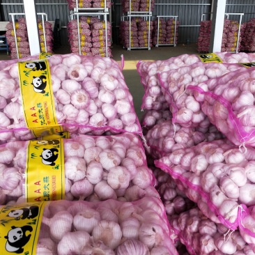 邳州精品分级紫皮大蒜邳州精品分级紫皮大蒜