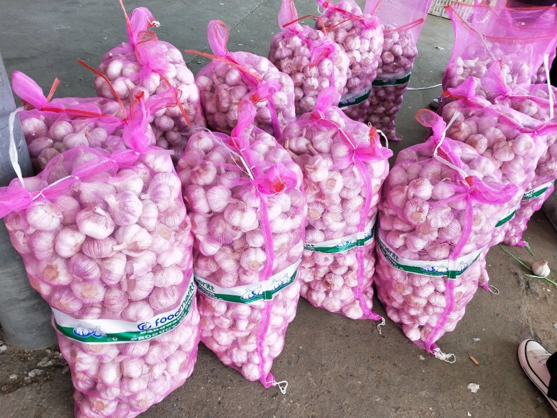 邳州精品分级紫皮大蒜邳州精品分级紫皮大蒜