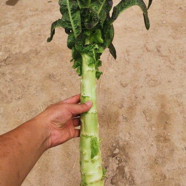 兰州高原夏季精品蔬菜上市大卖！欢迎蔬菜界的大佬前来！