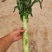兰州高原夏季精品蔬菜上市大卖！欢迎蔬菜界的大佬前来！
