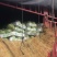 8424西瓜精品台州本地西瓜美都无籽西瓜