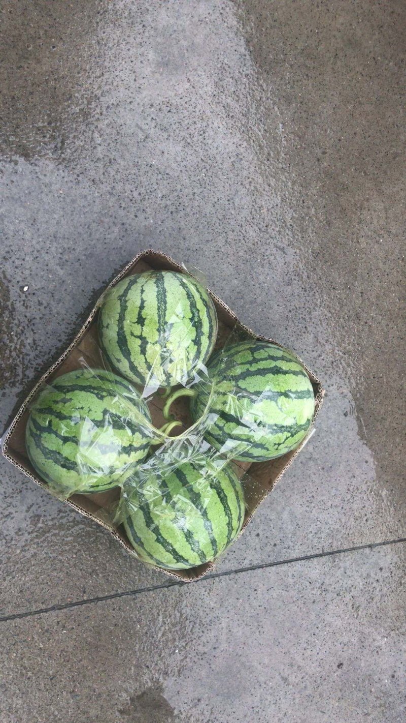 8424西瓜精品台州本地西瓜美都无籽西瓜