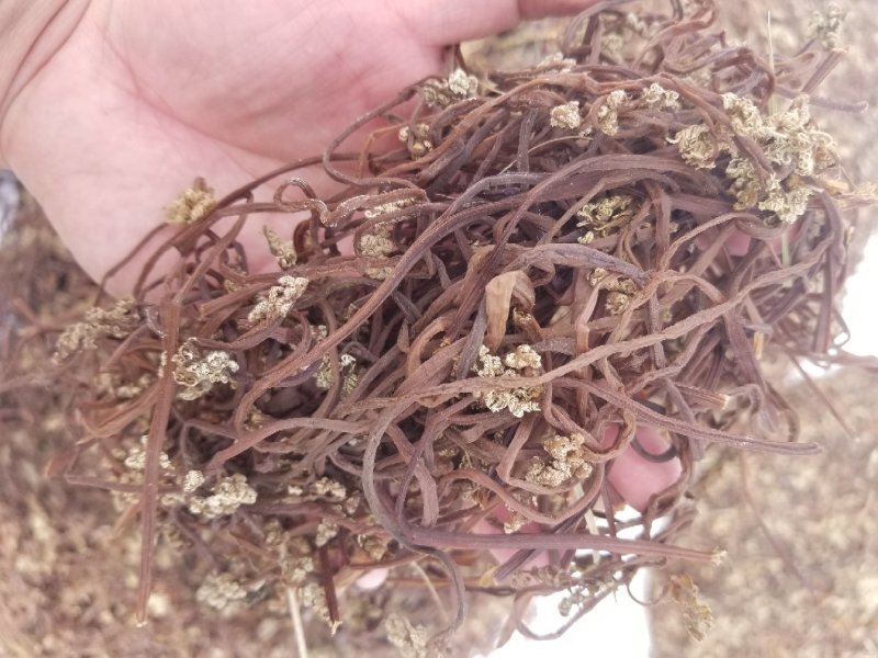 蕨菜干东北蕨菜野生蕨菜大兴安岭蕨菜干黑龙江产地特产