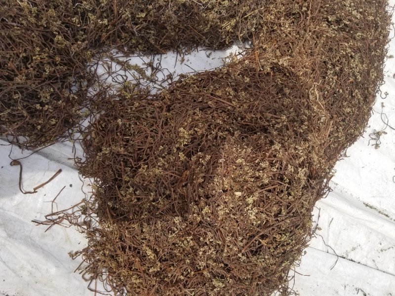 蕨菜干东北蕨菜野生蕨菜大兴安岭蕨菜干黑龙江产地特产